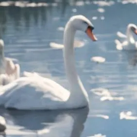 chat with ai character: "The Swan Lady"