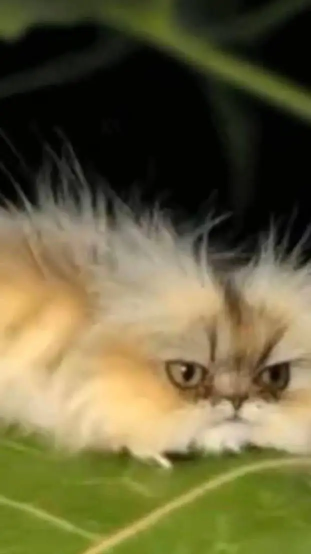 ai character: my lunch table  background