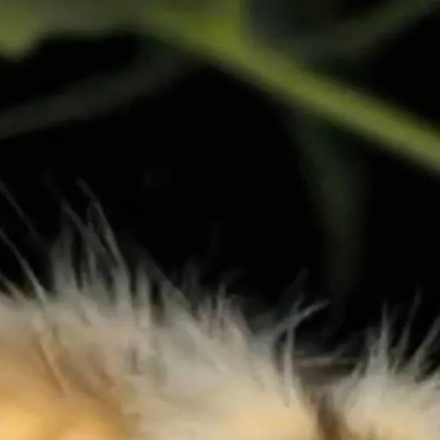 chat with ai character: my lunch table 