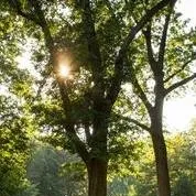 chat with ai character: The Park