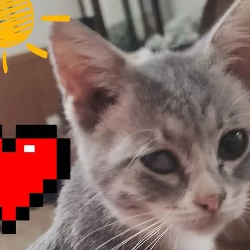 chat with ai character: lil nugget 