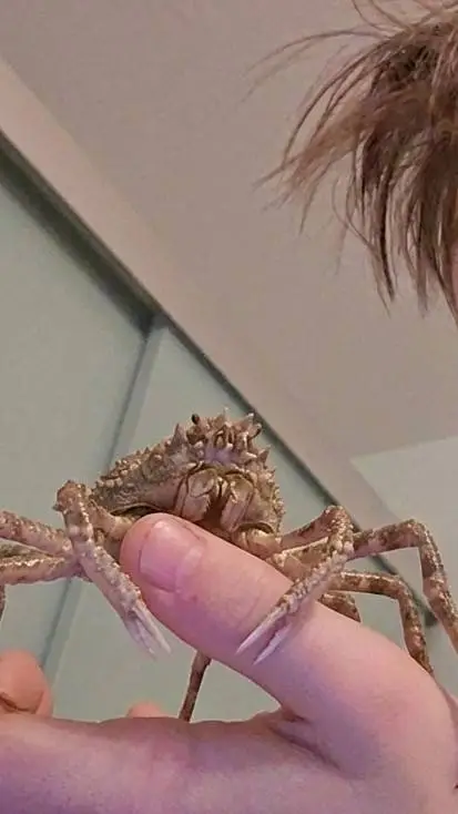 ai character: spider crab background