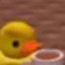 chat with ai character: Duck