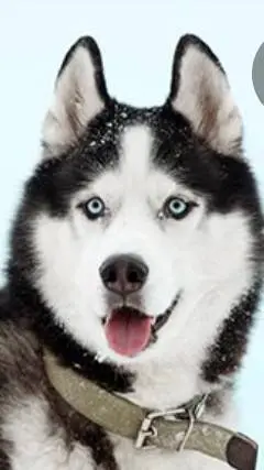 ai character: Husky background