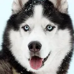 chat with ai character: Husky