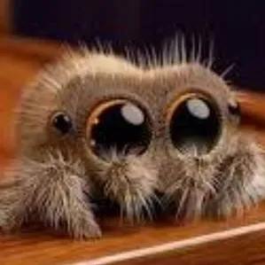 chat with ai character: Lucas The Spider