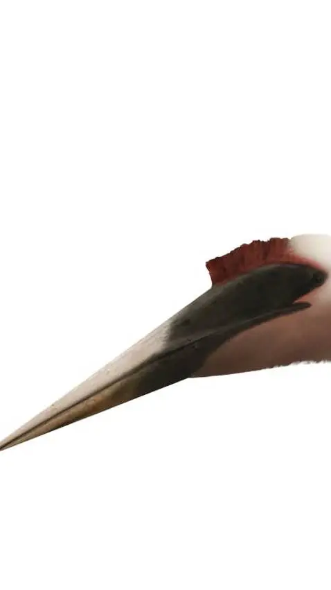 ai character: Quetzalcoatlus  background