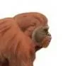 chat with ai character: Gigantopithecus 