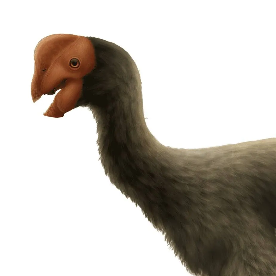 chat with ai character: Oviraptor 