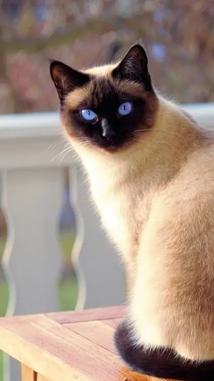 ai character: Moe. background