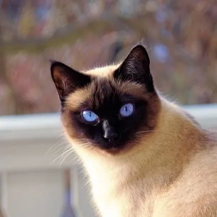 chat with ai character: Moe.