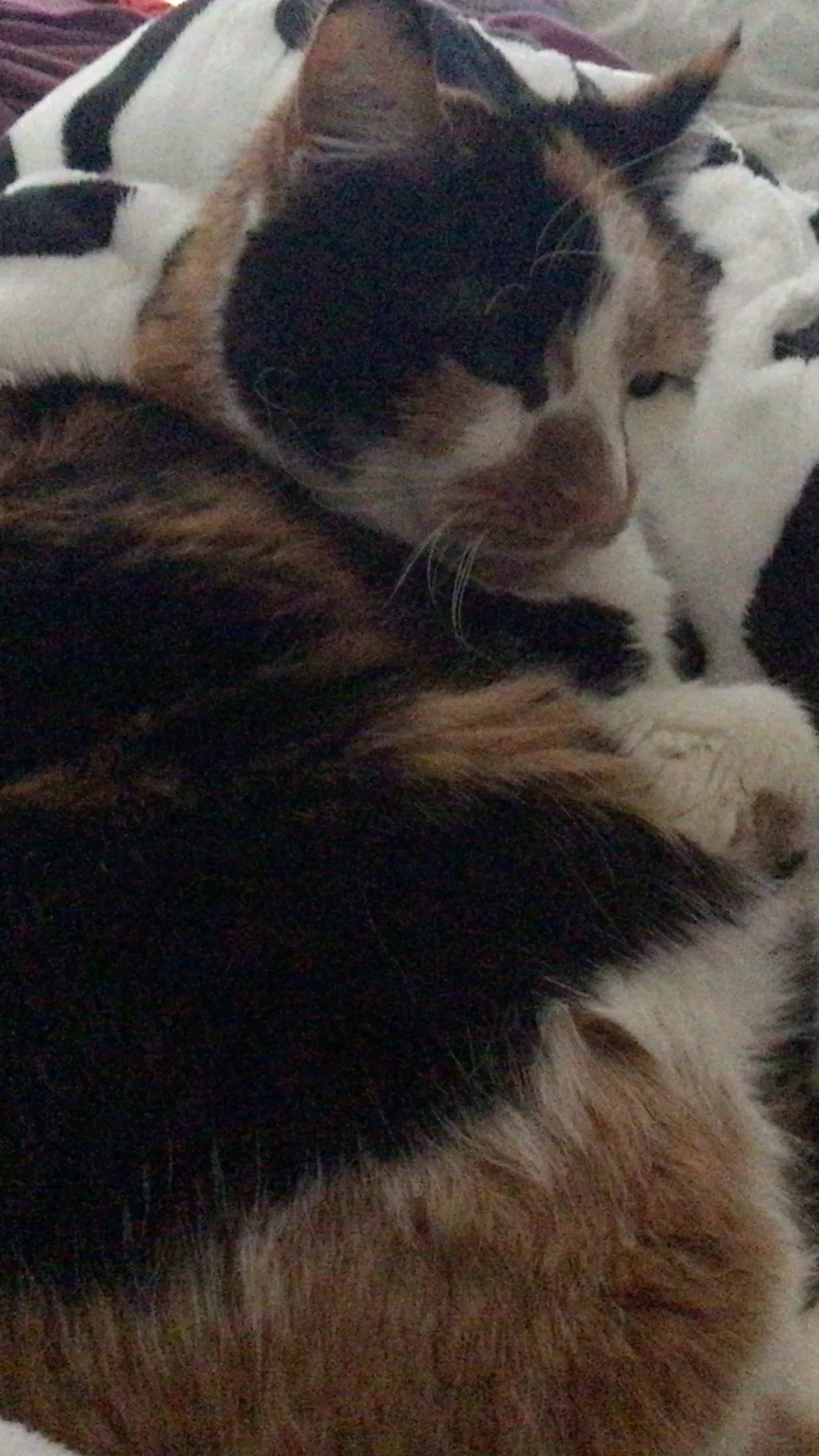 ai character: HP GC PT 2 background