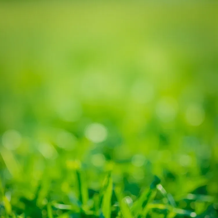 chat with ai character: TOUCH SOME GRASS