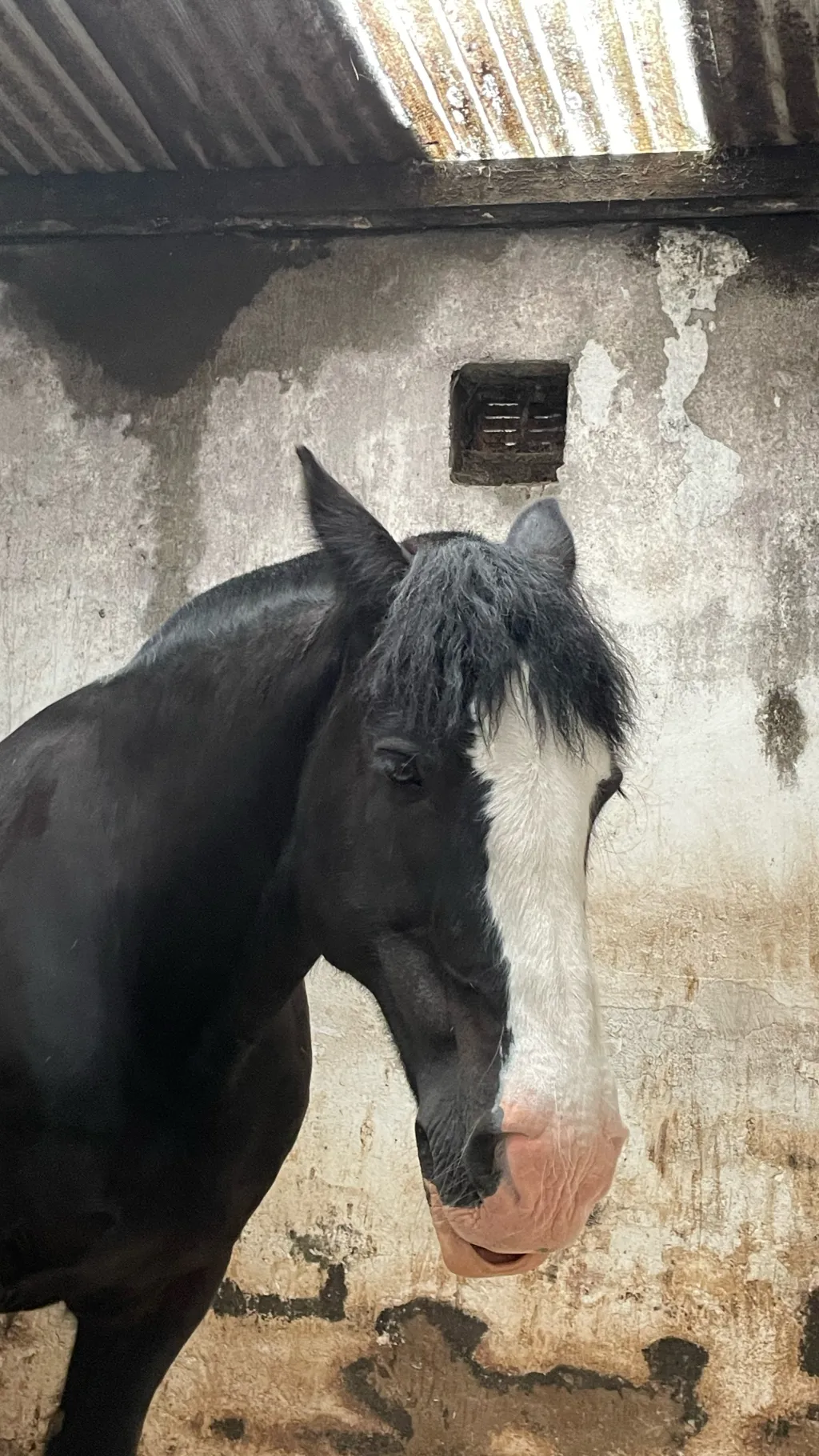 ai character: Straykids(horses) background