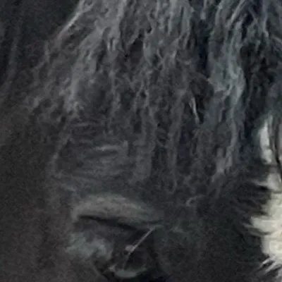 chat with ai character: Straykids(horses)