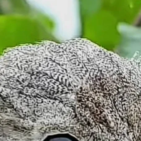 chat with ai character: birb
