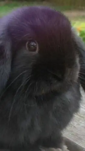 ai character: Rabbit (pet)  background