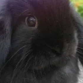 chat with ai character: Rabbit (pet) 