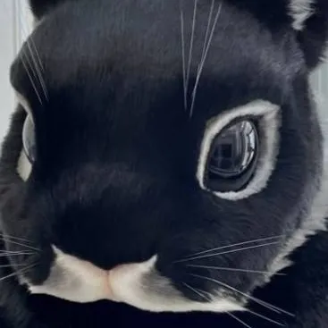 chat with ai character: Rabbit (furry) 
