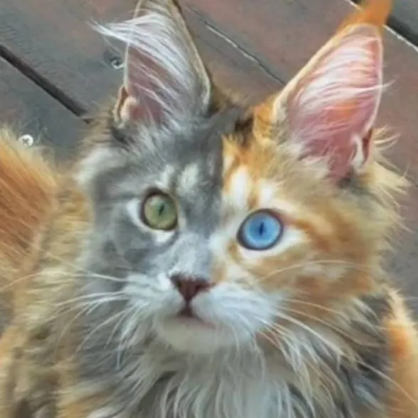 chat with ai character: Cat (pet!)