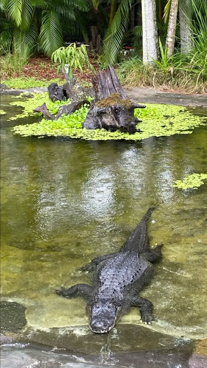 ai character: Chazz 🐊🐘🐍🦒 background