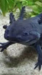 ai character: Family background