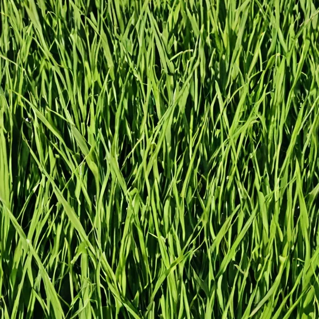chat with ai character: touch grass