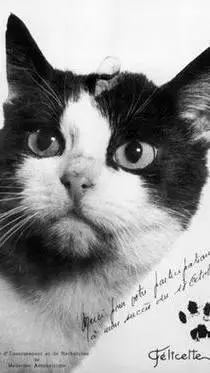 ai character: ★Félicette★ background