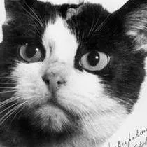 chat with ai character: ★Félicette★