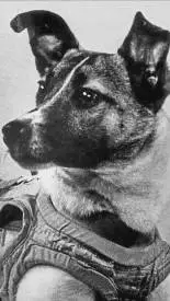 ai character: ★Laika★ background