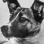 chat with ai character: ★Laika★