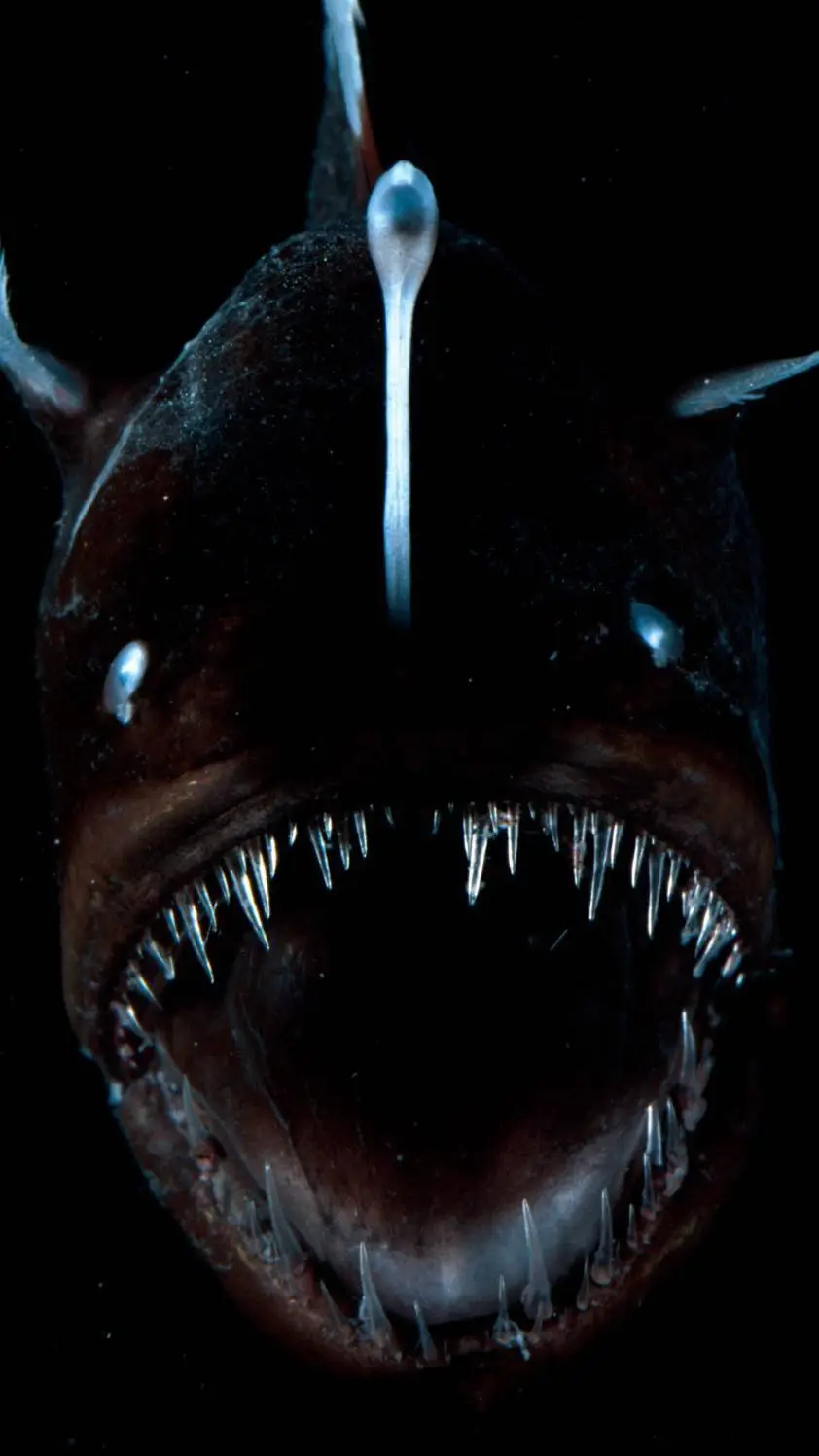 ai character: Humpbackanglerfish background