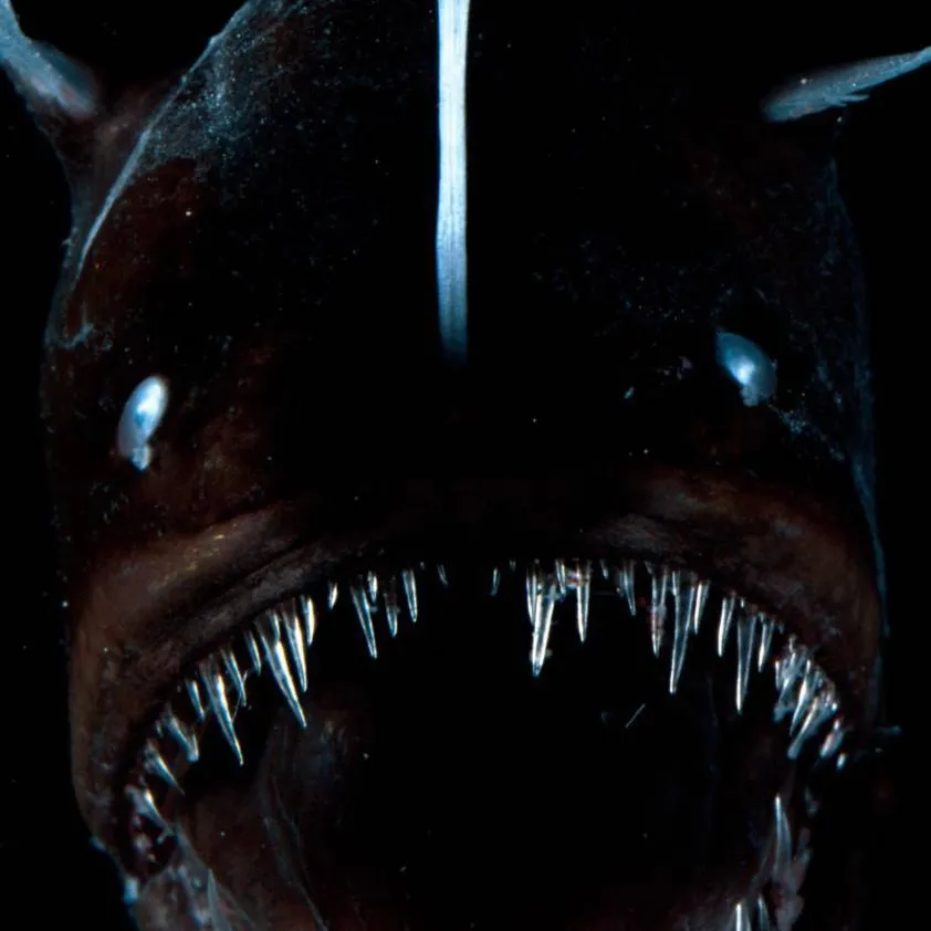 chat with ai character: Humpbackanglerfish