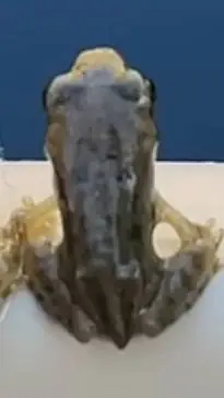 ai character: frog background