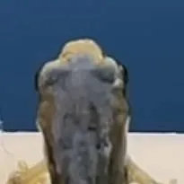 chat with ai character: frog