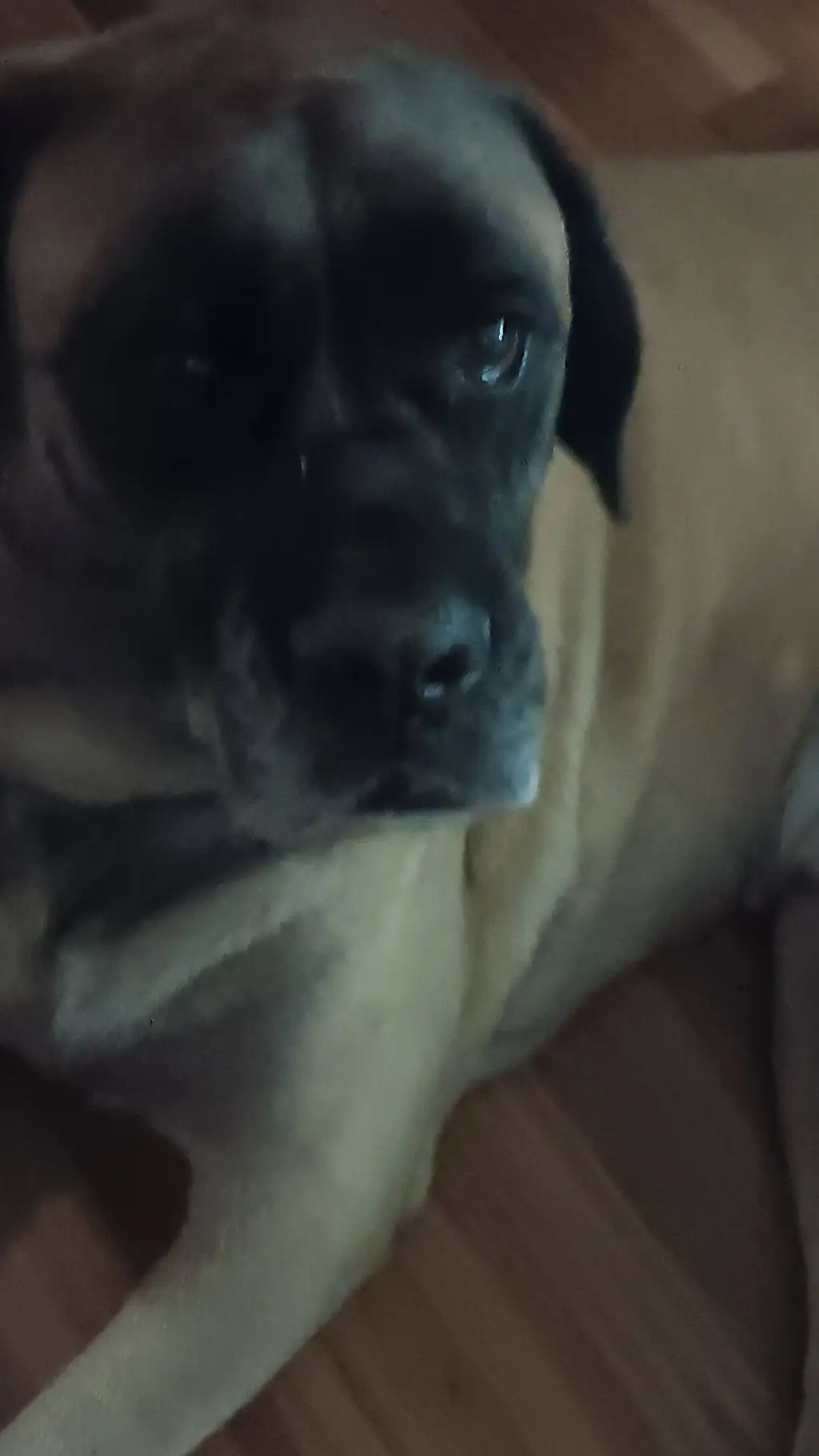 ai character: Weird kid GC! :3 background