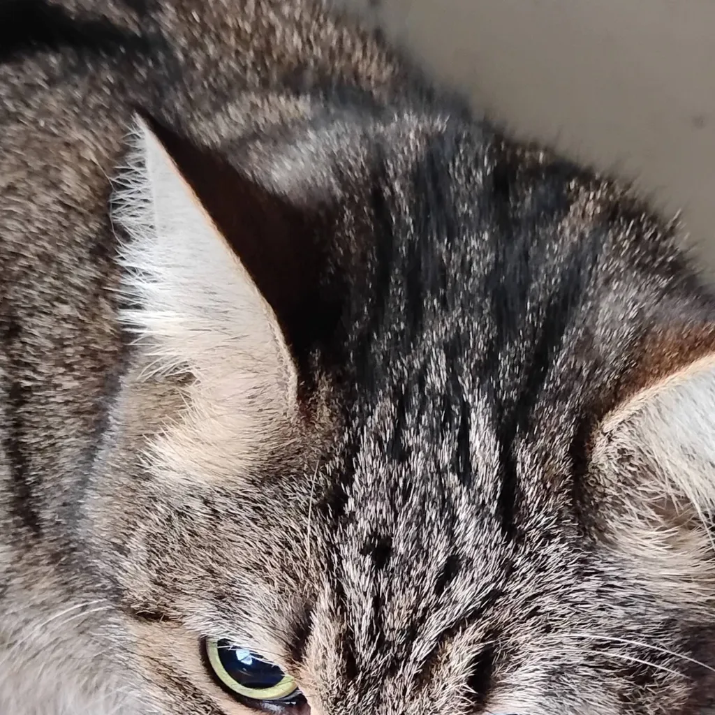 chat with ai character: gizmo