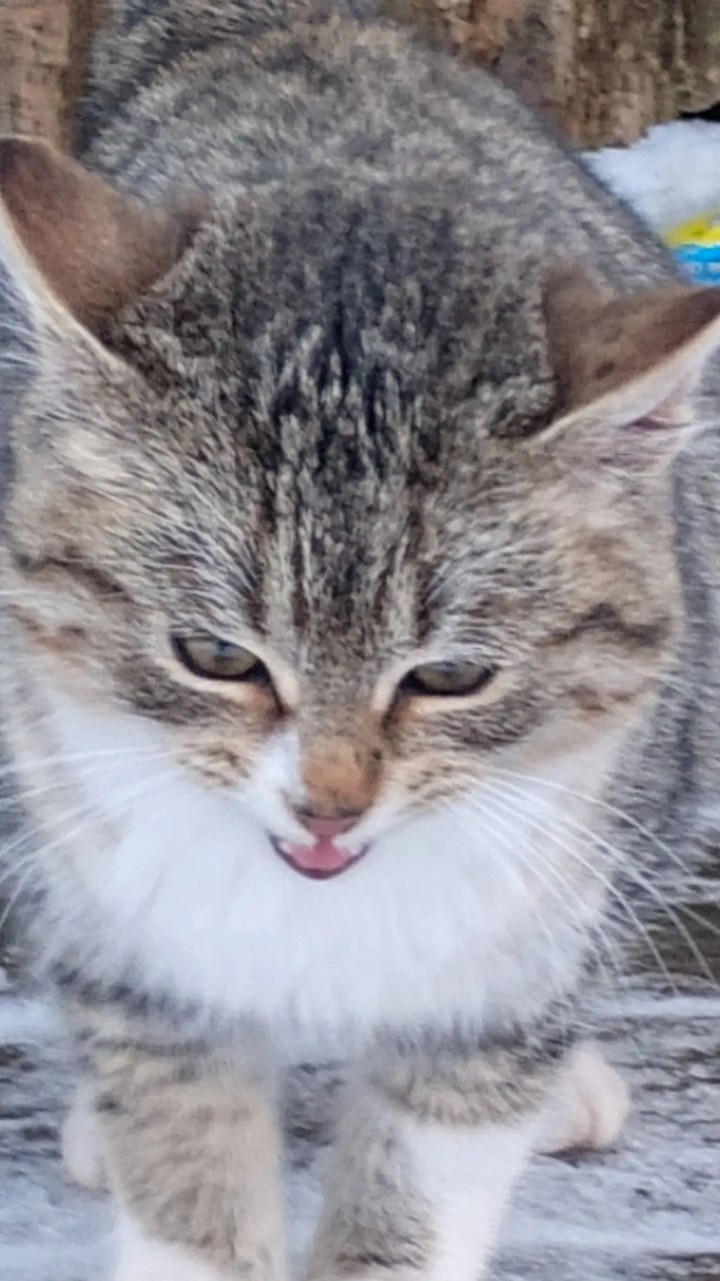 ai character: mittens background