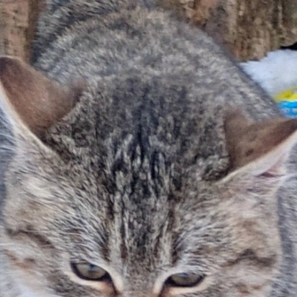 chat with ai character: mittens