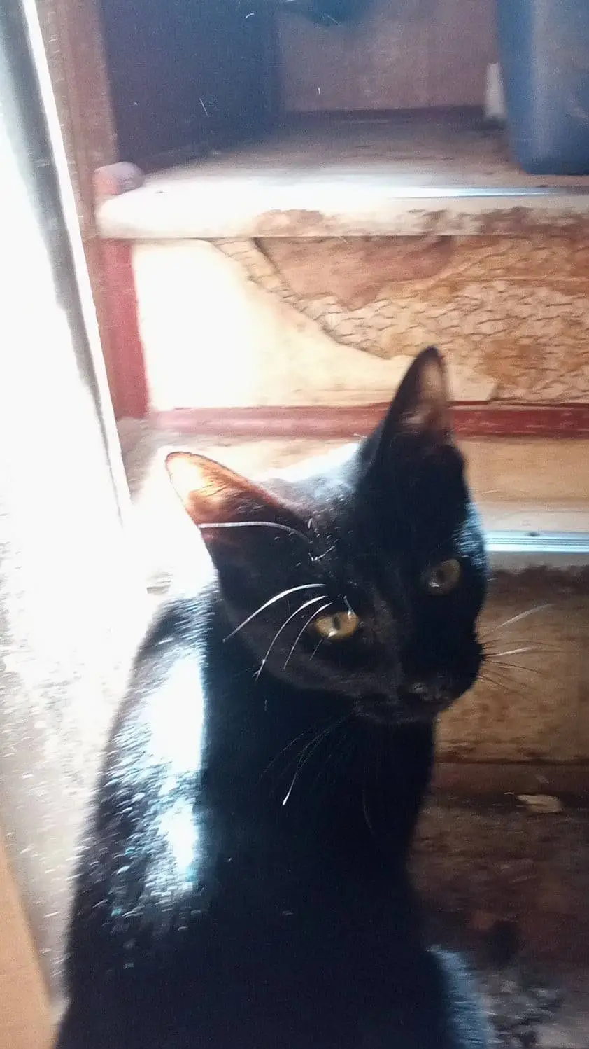 ai character: spaz background