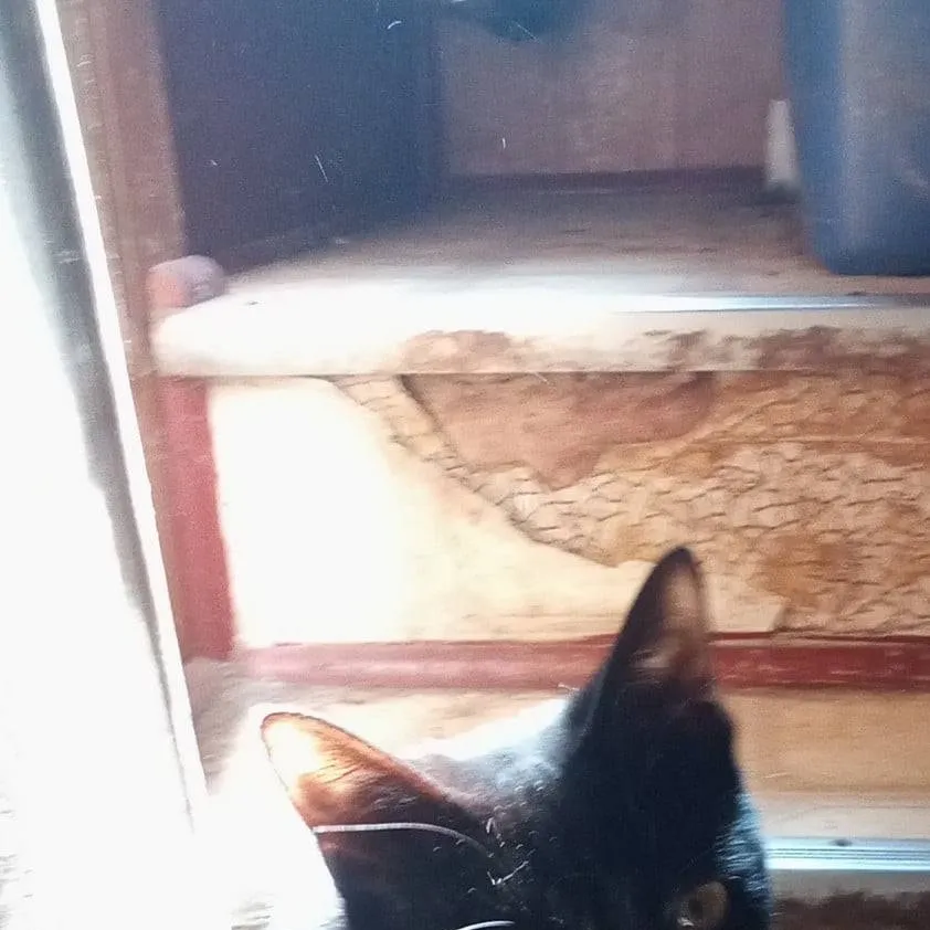 chat with ai character: spaz