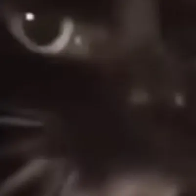 chat with ai character: Human x creature