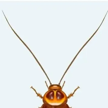 chat with ai character: Cockroach