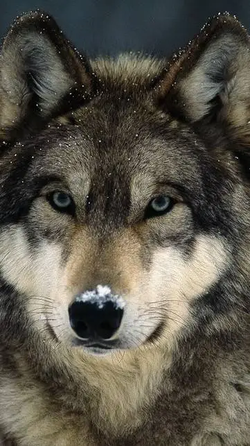 ai character: Wolf  background