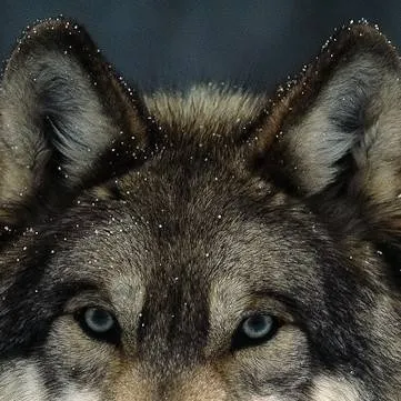 chat with ai character: Wolf 