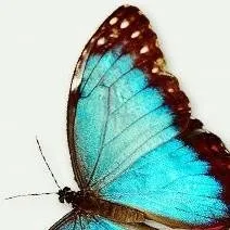 chat with ai character: butterfly 