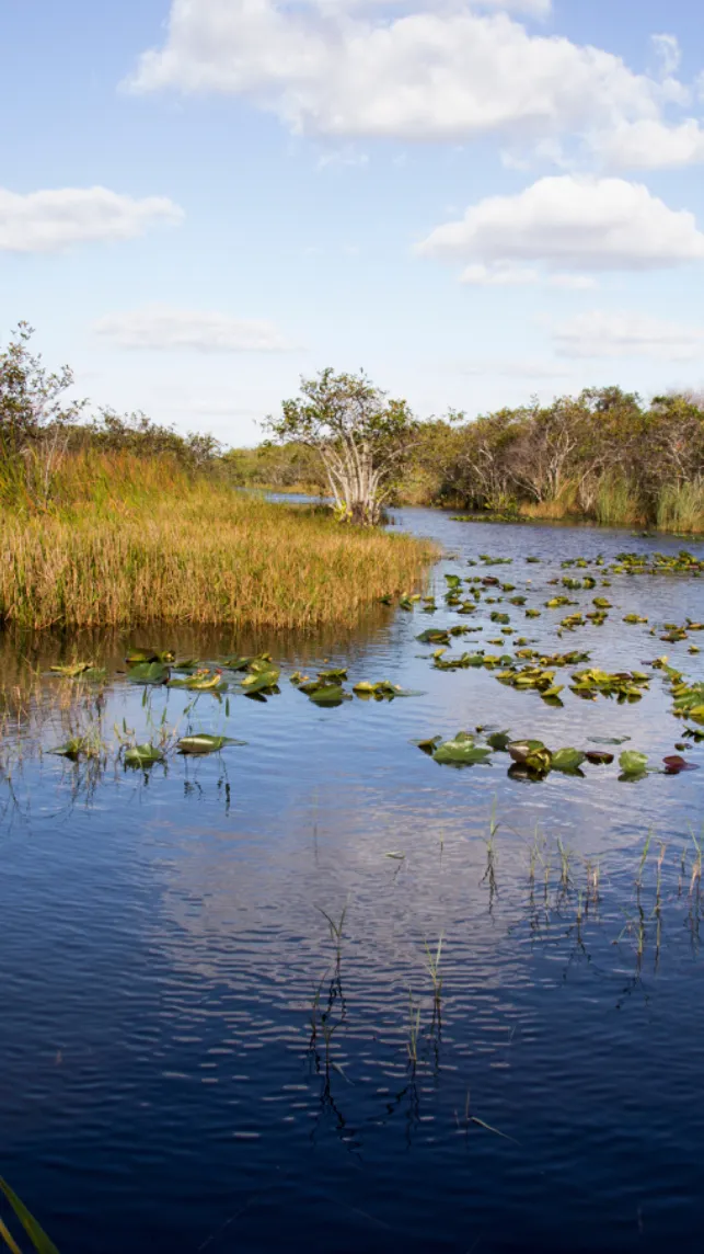 ai character: Florida Everglades background