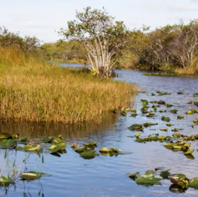 chat with ai character: Florida Everglades