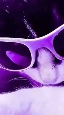 ai character: Kitty/cat background