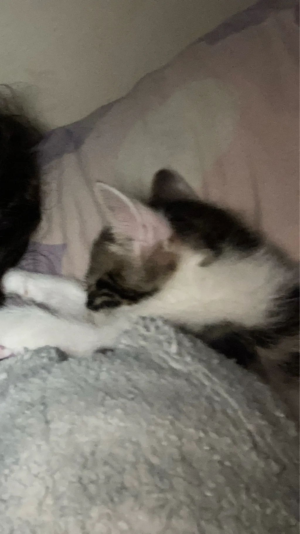 ai character: Tomy Kitty❤️❤️ background